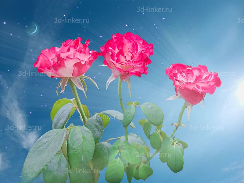 Фотообои ТРИ РОЗОВЫЕ РОЗЫ КРУПНЫМ ПЛАНОМ