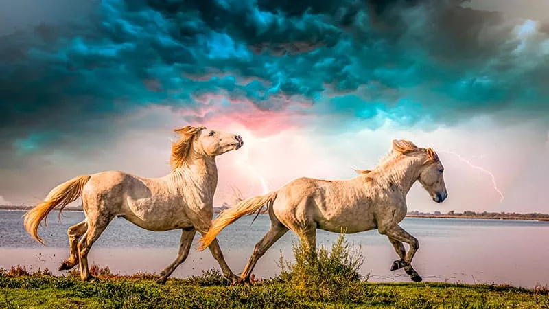 Фотообои на стену ДВА БЕЛЫХ КОНЯ СИНЕЕ НЕБО