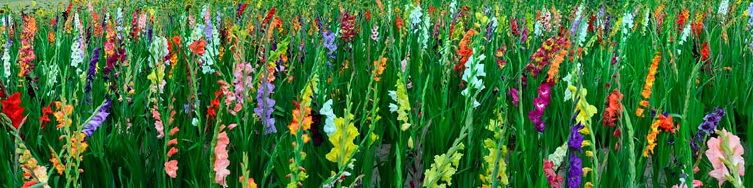 fartuk-dlya-kukhni-gladiolusy