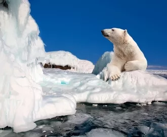 Плитка с фотопечатью в ванную АЙСБЕРГ БЕЛЫЙ МЕДВЕДЬ