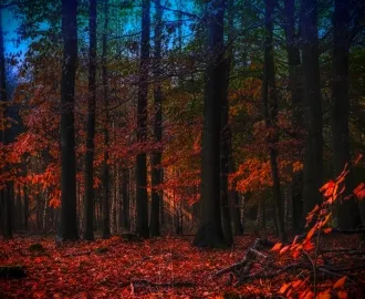 Фотообои купить ОСЕННИЙ ЛЕС КРАСНАЯ ЛИСТВА
