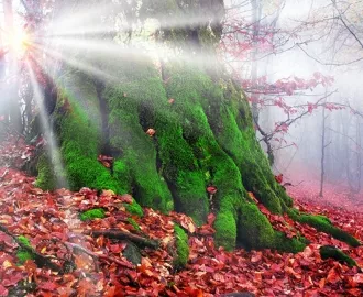 Фотообои купить ДЕРЕВО ЛУЧИ СОЛНЦА