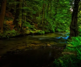 Фотообои ЗЕЛЕНЫЙ ЛЕС РЕКА