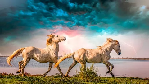Фотообои на стену ДВА БЕЛЫХ КОНЯ СИНЕЕ НЕБО