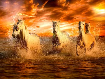 Фотообои на стену БЕЛЫЕ ЛОШАДИ КУПАЮТСЯ КРАСНЫЙ ЗАКАТ