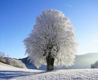 Фотообои купить СНЕЖНОЕ ДЕРЕВО